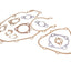 engine gasket set for Vespa 50 PK, XL, Rush, FL RMS MOTOVEIKALS 21