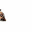 Ignition contact Stefa Goebel for moped, moped, mokick GOEBEL MOTOVEIKALS 21